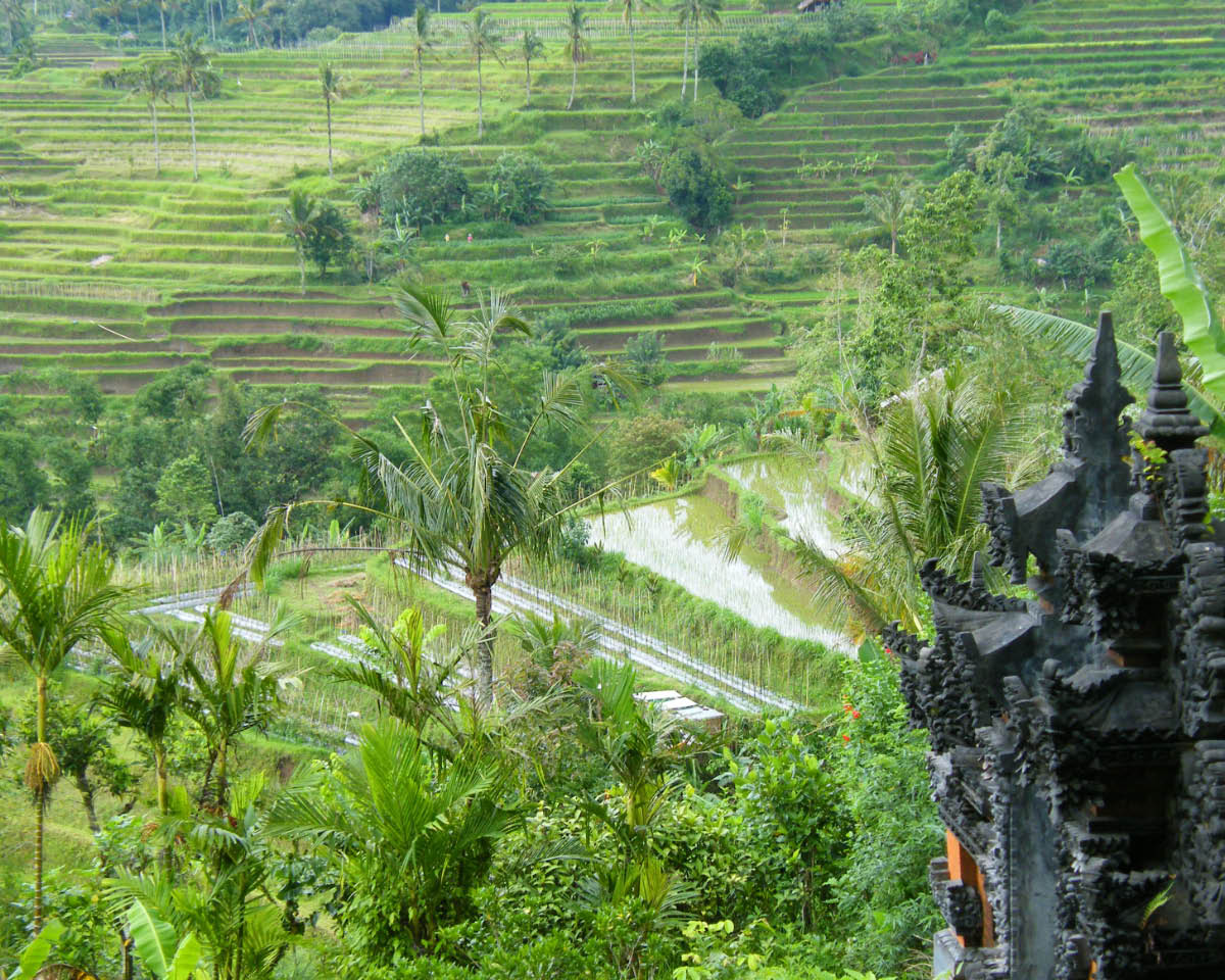rizières de Bali